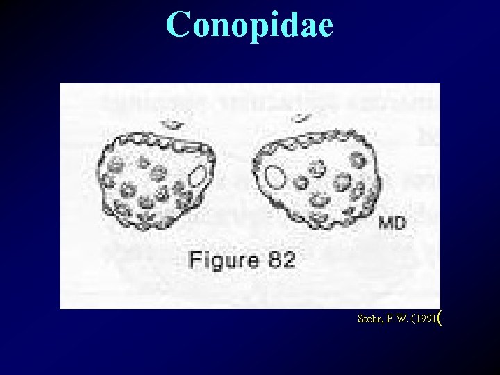 Conopidae Stehr, F. W. (1991( 