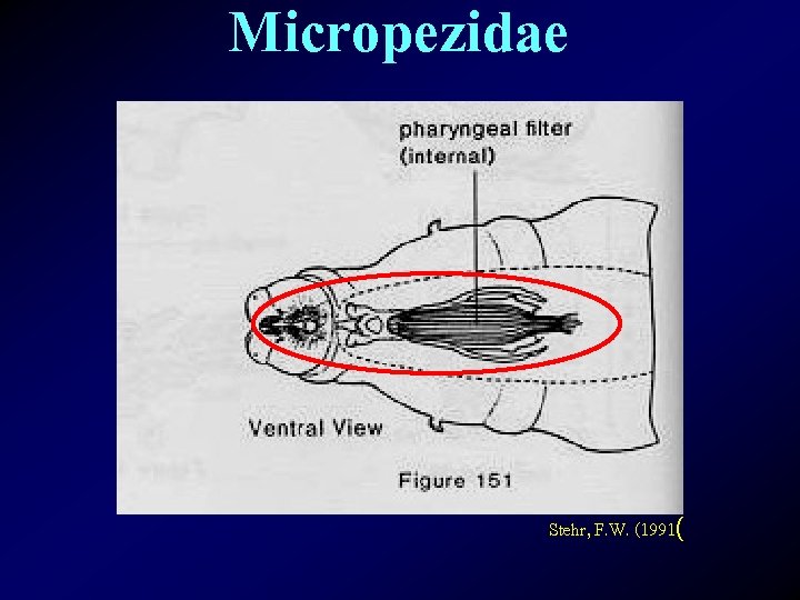 Micropezidae Stehr, F. W. (1991( 