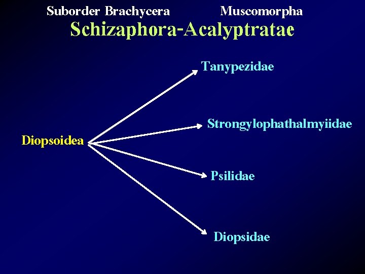 Suborder Brachycera Muscomorpha Schizaphora-Acalyptratae Tanypezidae Diopsoidea Strongylophathalmyiidae Psilidae Diopsidae 