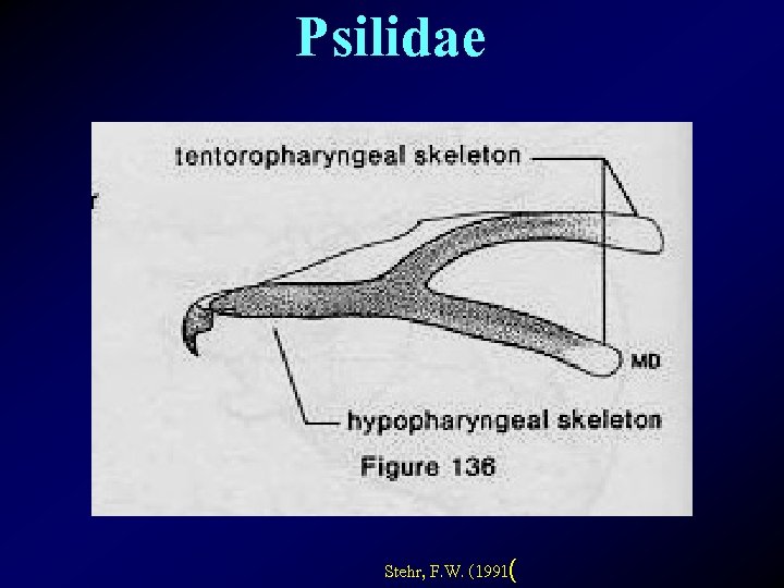 Psilidae Stehr, F. W. (1991( 