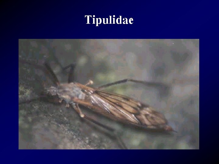 Tipulidae 