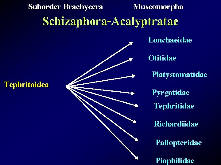 Suborder Brachycera Muscomorpha Schizaphora-Acalyptratae Tephritoidea Lonchaeidae Otitidae Platystomatidae Pyrgotidae Tephritidae Richardiidae Pallopteridae Piophilidae 