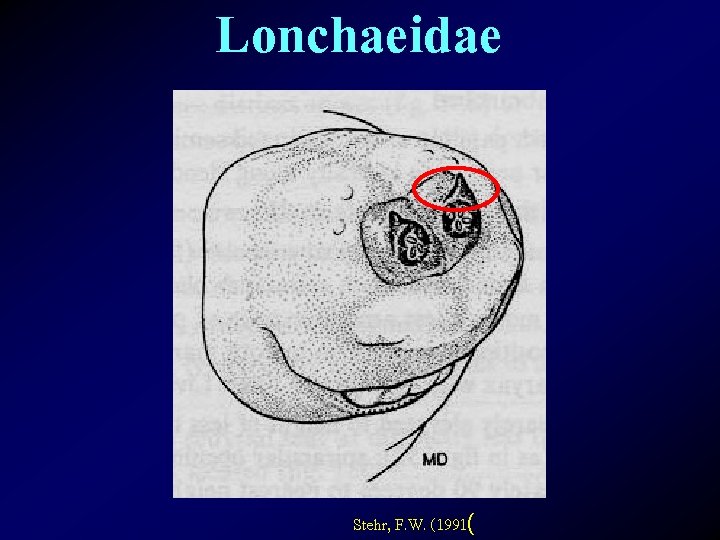 Lonchaeidae Stehr, F. W. (1991( 