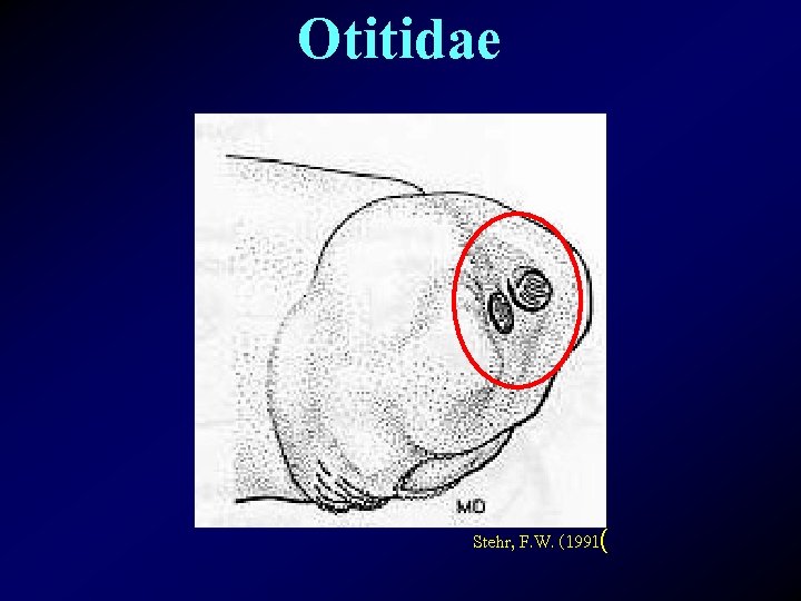 Otitidae Stehr, F. W. (1991( 