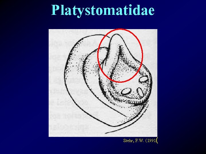 Platystomatidae Stehr, F. W. (1991( 