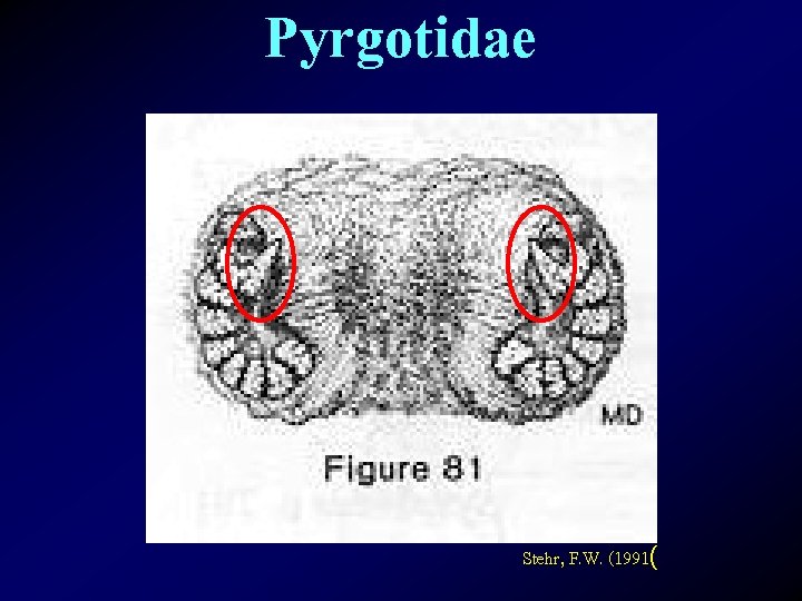 Pyrgotidae Stehr, F. W. (1991( 