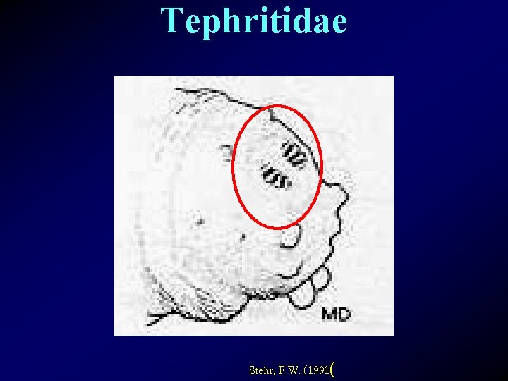 Tephritidae Stehr, F. W. (1991( 