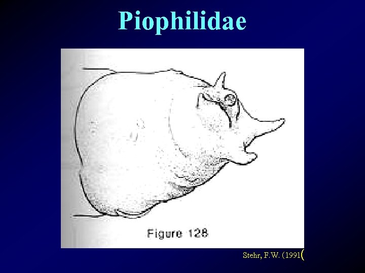 Piophilidae Stehr, F. W. (1991( 