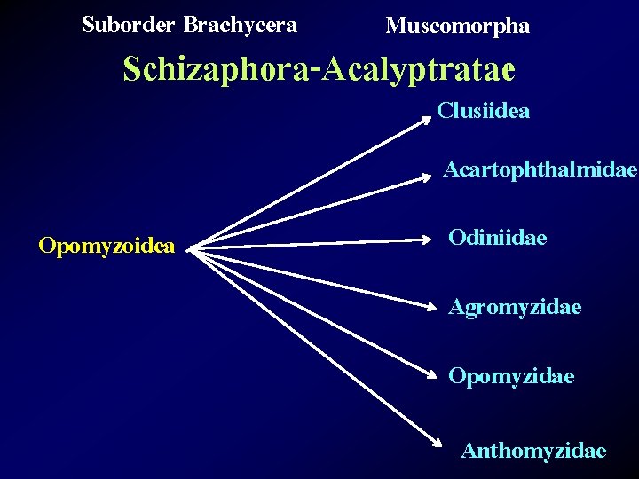 Suborder Brachycera Muscomorpha Schizaphora-Acalyptratae Clusiidea Acartophthalmidae Opomyzoidea Odiniidae Agromyzidae Opomyzidae Anthomyzidae 