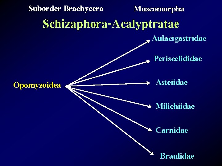 Suborder Brachycera Muscomorpha Schizaphora-Acalyptratae Aulacigastridae Periscelididae Opomyzoidea Asteiidae Milichiidae Carnidae Braulidae 