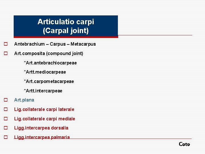 Articulatio carpi (Carpal joint) o Antebrachium – Carpus – Metacarpus o Art. composita (compound