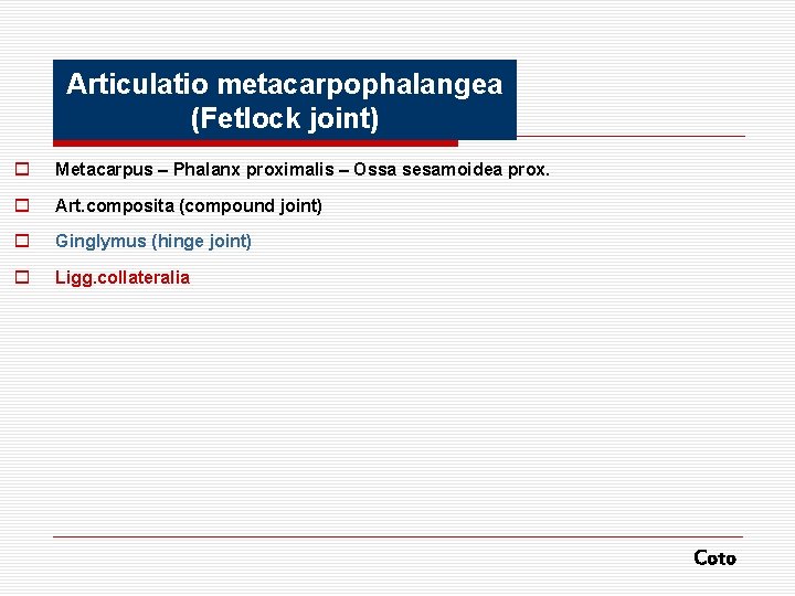 Articulatio metacarpophalangea (Fetlock joint) o Metacarpus – Phalanx proximalis – Ossa sesamoidea prox. o