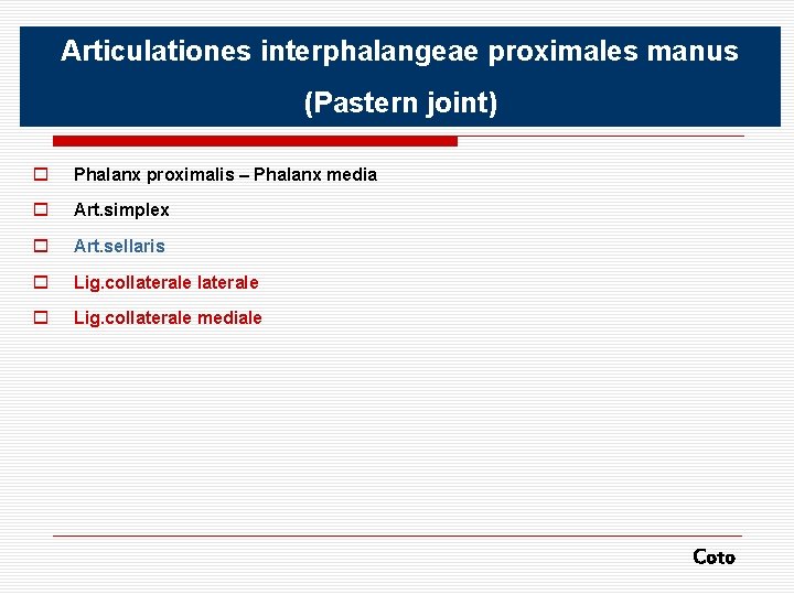 Articulationes interphalangeae proximales manus (Pastern joint) o Phalanx proximalis – Phalanx media o Art.