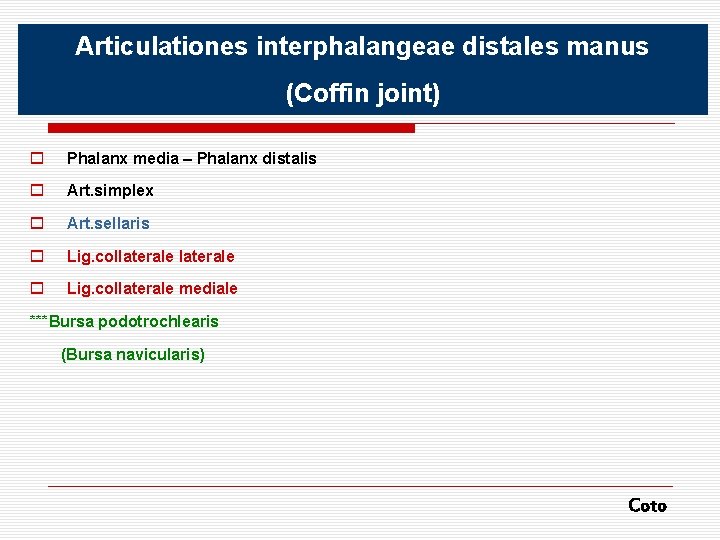 Articulationes interphalangeae distales manus (Coffin joint) o Phalanx media – Phalanx distalis o Art.