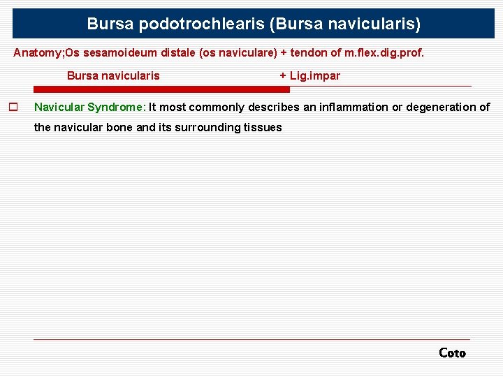 Bursa podotrochlearis (Bursa navicularis) Anatomy; Os sesamoideum distale (os naviculare) + tendon of m.