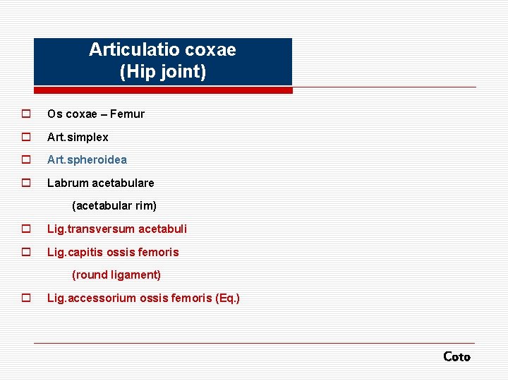 Articulatio coxae (Hip joint) o Os coxae – Femur o Art. simplex o Art.