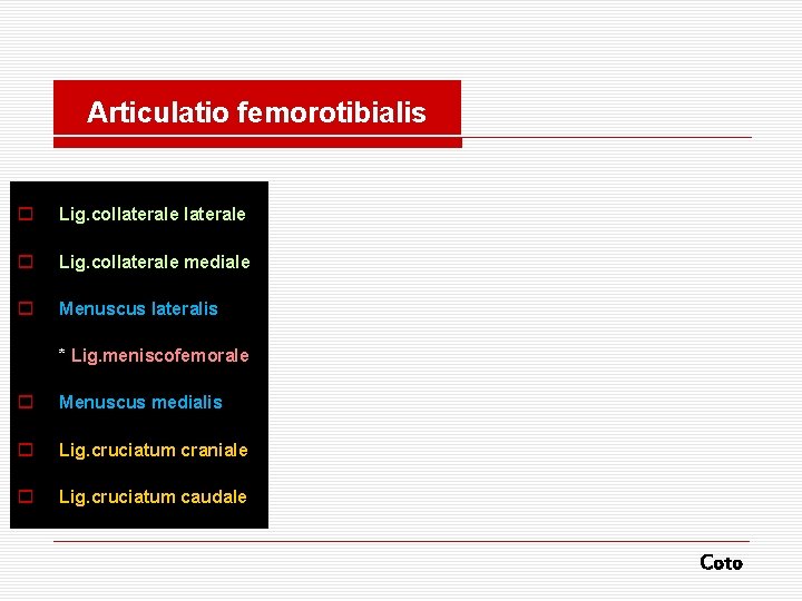 Articulatio femorotibialis o Lig. collaterale mediale o Menuscus lateralis * Lig. meniscofemorale o Menuscus