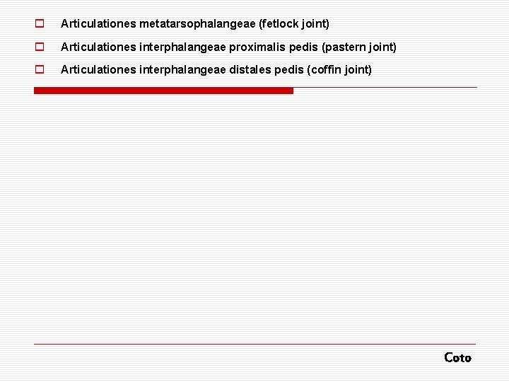 o Articulationes metatarsophalangeae (fetlock joint) o Articulationes interphalangeae proximalis pedis (pastern joint) o Articulationes