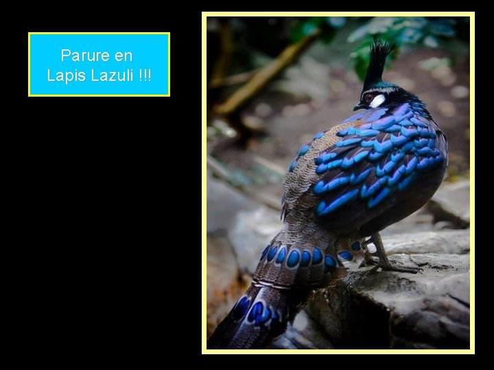 Parure en Lapis Lazuli !!! 