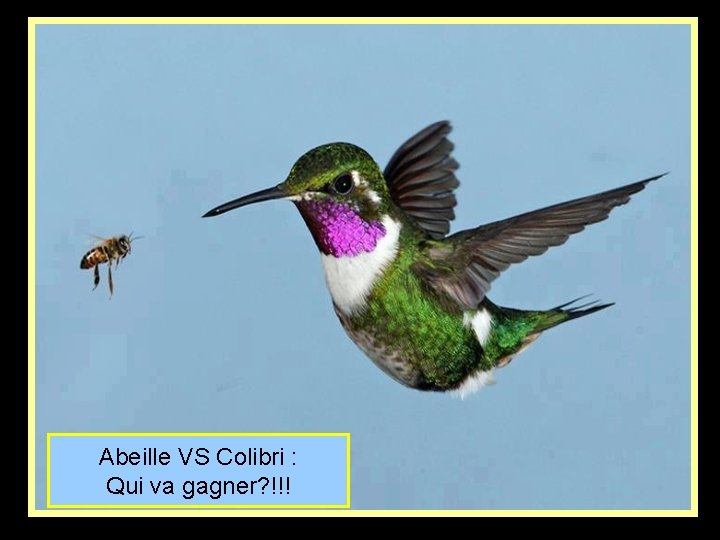 Abeille VS Colibri : Qui va gagner? !!! 