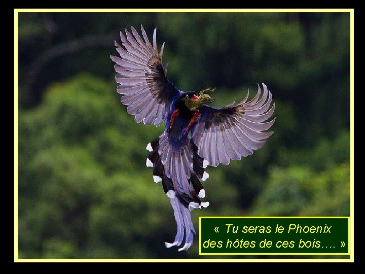  « Tu seras le Phoenix des hôtes de ces bois…. » 