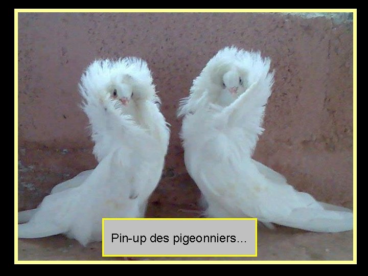 Pin-up des pigeonniers… 