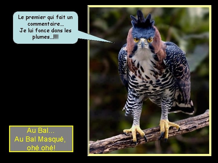 Le premier qui fait un commentaire… Je lui fonce dans les plumes…!!!! Au Bal…