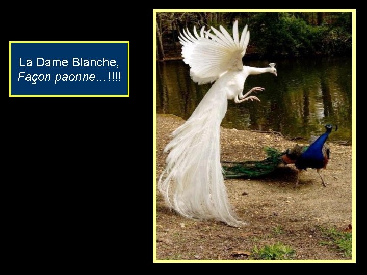 La Dame Blanche, Façon paonne…!!!! 