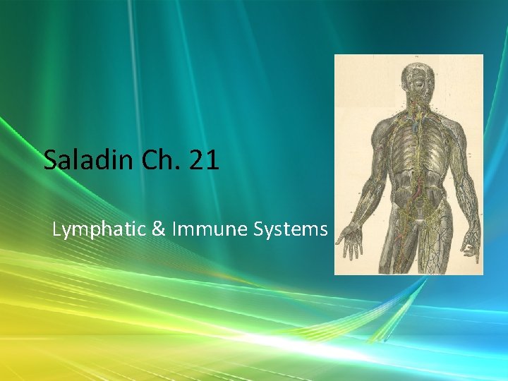 Saladin Ch. 21 Lymphatic & Immune Systems 