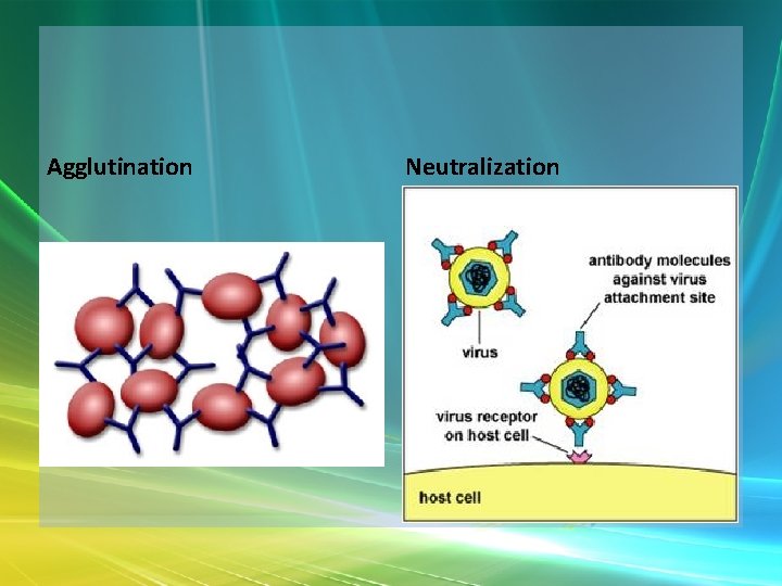 Agglutination Neutralization 