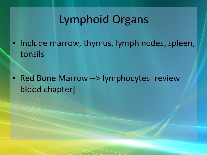 Lymphoid Organs • Include marrow, thymus, lymph nodes, spleen, tonsils • Red Bone Marrow