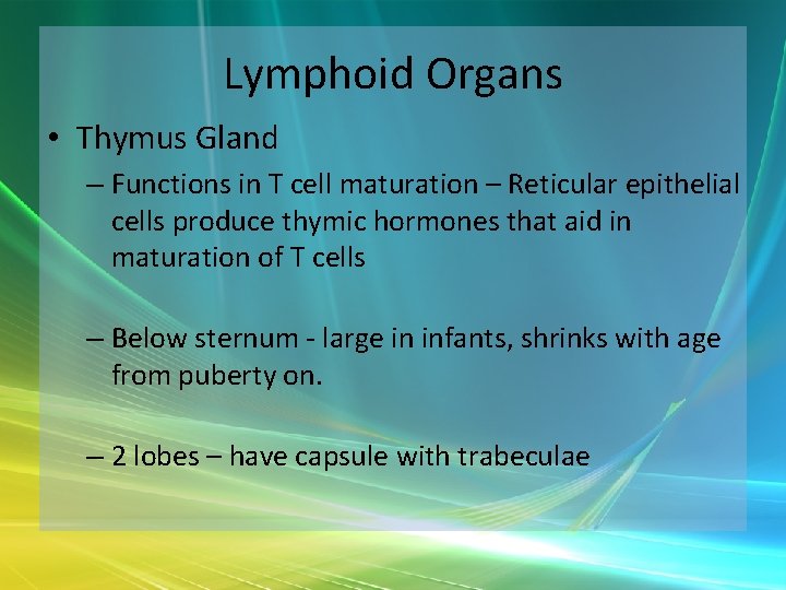 Lymphoid Organs • Thymus Gland – Functions in T cell maturation – Reticular epithelial