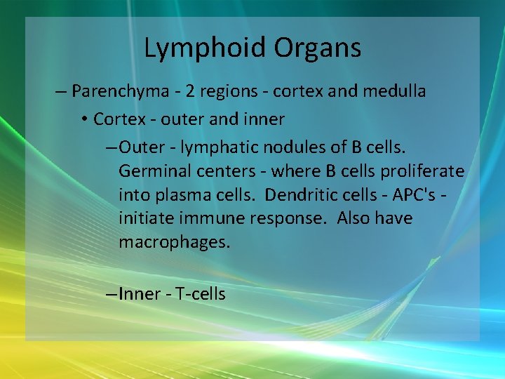 Lymphoid Organs – Parenchyma - 2 regions - cortex and medulla • Cortex -