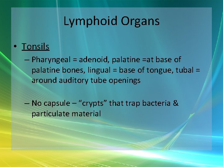 Lymphoid Organs • Tonsils – Pharyngeal = adenoid, palatine =at base of palatine bones,