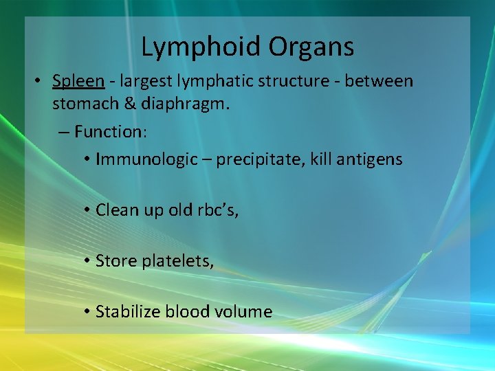 Lymphoid Organs • Spleen - largest lymphatic structure - between stomach & diaphragm. –