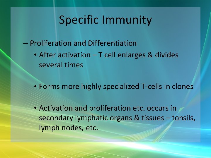 Specific Immunity – Proliferation and Differentiation • After activation – T cell enlarges &