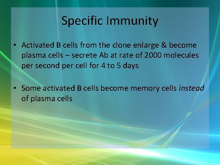 Specific Immunity • Activated B cells from the clone enlarge & become plasma cells