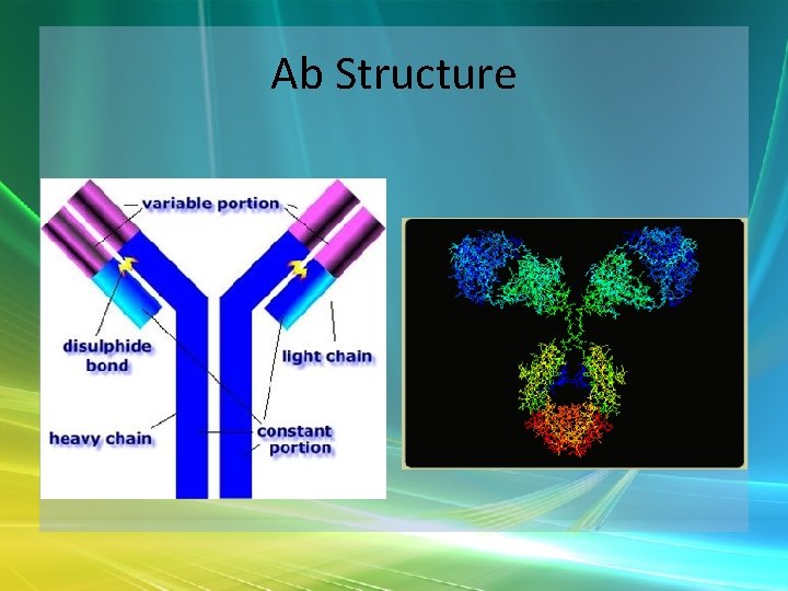 Ab Structure 