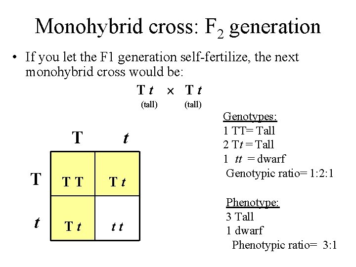 Monohybrid cross: F 2 generation • If you let the F 1 generation self-fertilize,