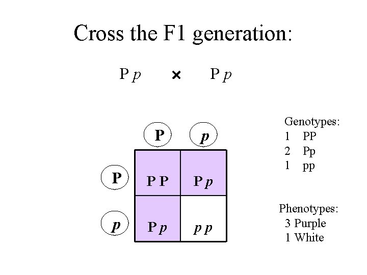 Cross the F 1 generation: Pp P p PP Pp Pp pp Genotypes: 1