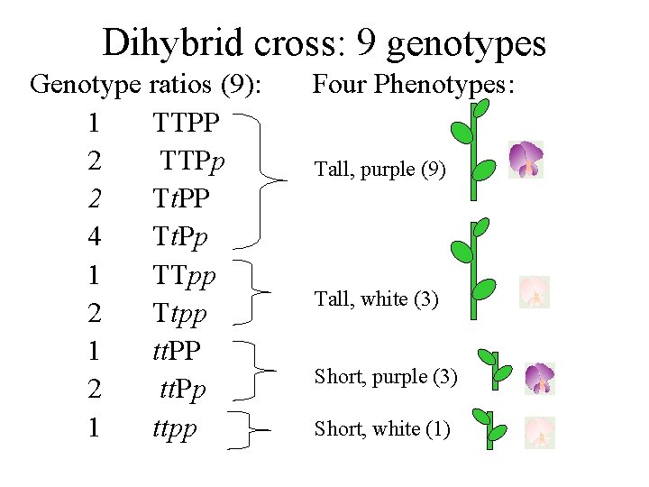Dihybrid cross: 9 genotypes Genotype ratios (9): 1 TTPP 2 TTPp 2 Tt. PP