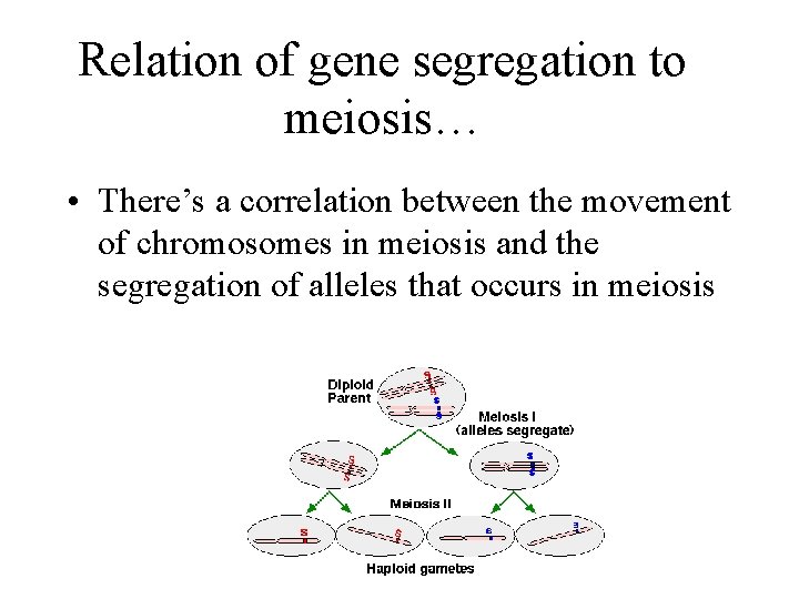 Relation of gene segregation to meiosis… • There’s a correlation between the movement of