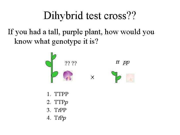 Dihybrid test cross? ? If you had a tall, purple plant, how would you