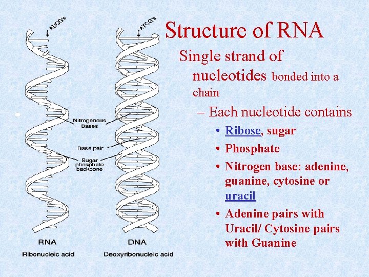 Structure of RNA Single strand of nucleotides bonded into a chain – Each nucleotide