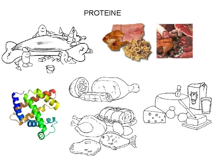 PROTEINE 