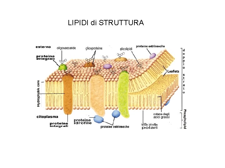 LIPIDI di STRUTTURA 