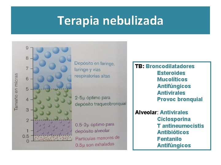 Terapia nebulizada TB: Broncodilatadores Esteroides Mucolíticos Antifúngicos Antivirales Provoc bronquial Alveolar: Antivirales Ciclosporina T