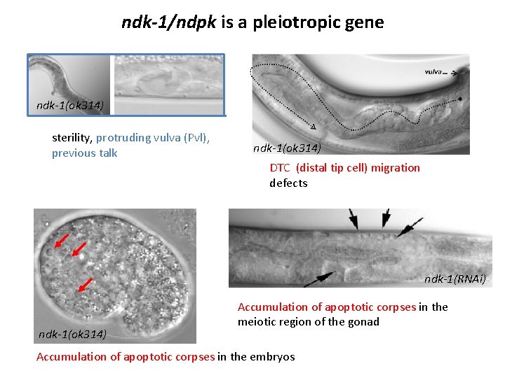 ndk-1/ndpk is a pleiotropic gene ndk-1(ok 314) sterility, protruding vulva (Pvl), previous talk ndk-1(ok