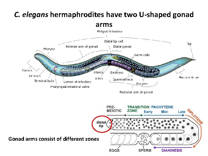 C. elegans hermaphrodites have two U-shaped gonad arms Gonad arms consist of different zones