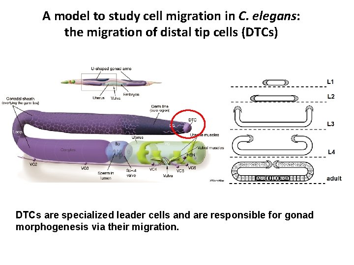 A model to study cell migration in C. elegans: the migration of distal tip